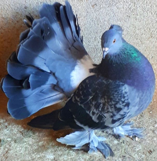  - Voltati indieni matca 2019