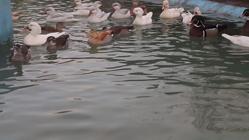 IMG-20181111-WA0014 - R---RATELE LA GRAMADA