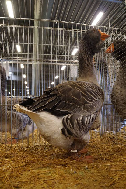  - EXPOZIȚIA EUROPEANĂ - HERNING 2018