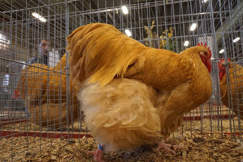  - EXPOZIȚIA EUROPEANĂ - HERNING 2018