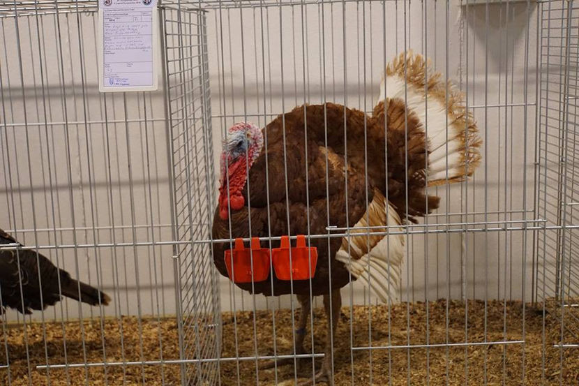  - EXPOZIȚIA EUROPEANĂ - HERNING 2018