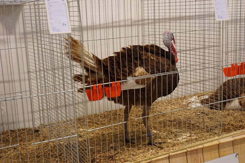  - EXPOZIȚIA EUROPEANĂ - HERNING 2018