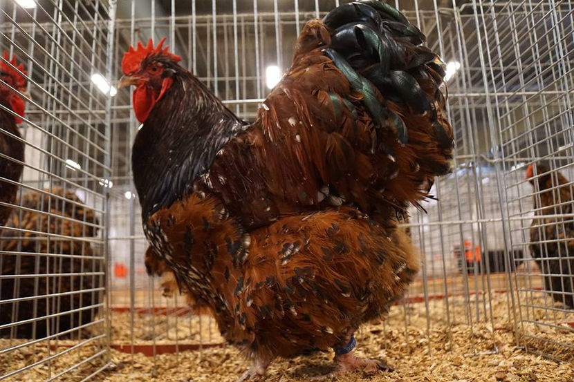  - EXPOZIȚIA EUROPEANĂ - HERNING 2018