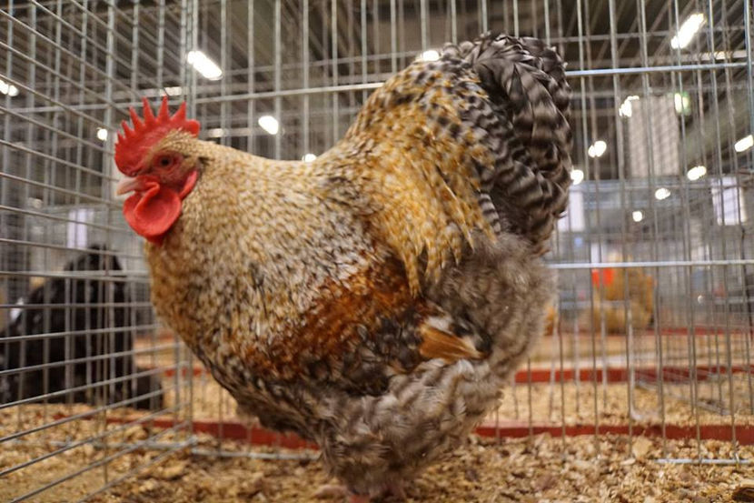  - EXPOZIȚIA EUROPEANĂ - HERNING 2018