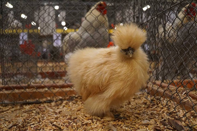  - EXPOZIȚIA EUROPEANĂ - HERNING 2018