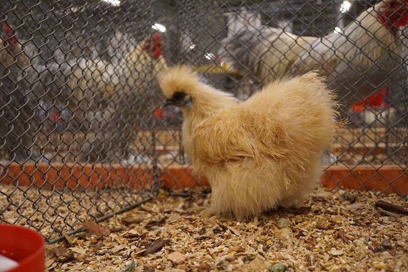  - EXPOZIȚIA EUROPEANĂ - HERNING 2018