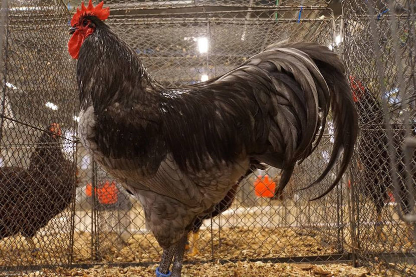  - EXPOZIȚIA EUROPEANĂ - HERNING 2018