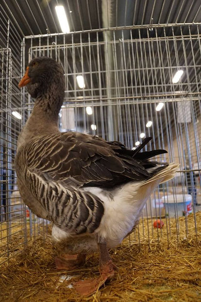  - EXPOZIȚIA EUROPEANĂ - HERNING 2018