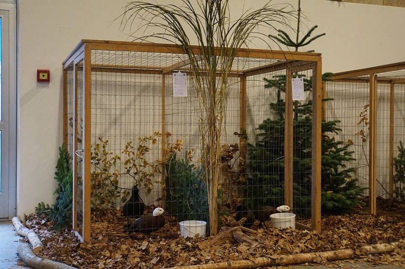  - EXPOZIȚIA EUROPEANĂ - HERNING 2018