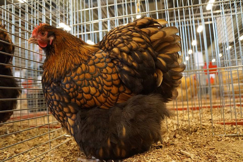  - EXPOZIȚIA EUROPEANĂ - HERNING 2018