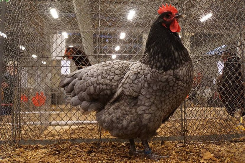  - EXPOZIȚIA EUROPEANĂ - HERNING 2018