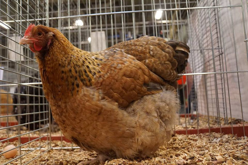  - EXPOZIȚIA EUROPEANĂ - HERNING 2018