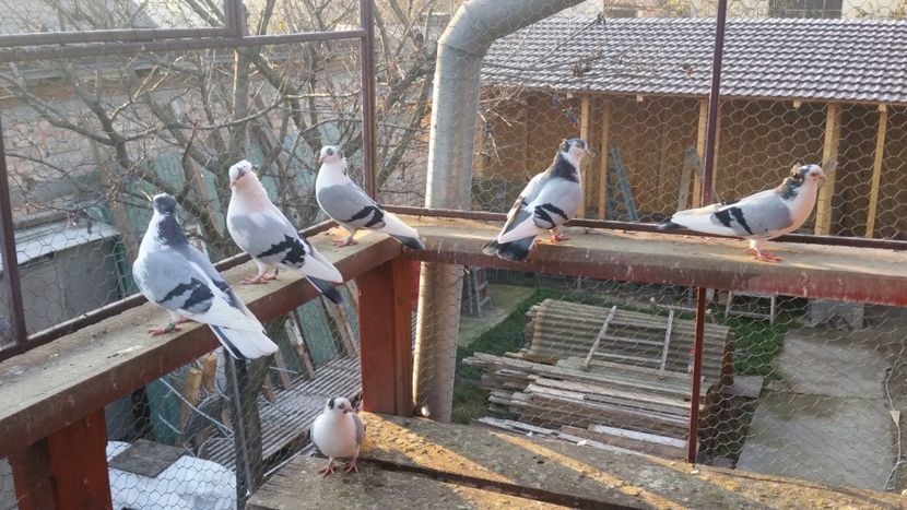  - A-- DE VANZARE JUCATORI DE GALATI