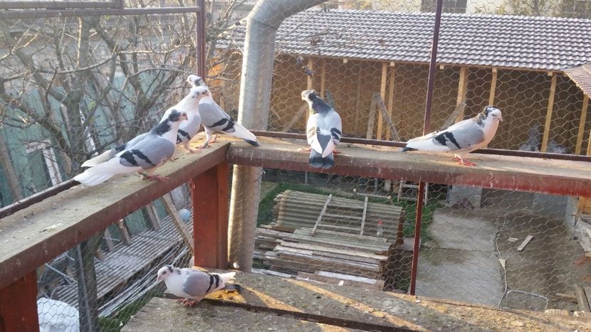  - A-- DE VANZARE JUCATORI DE GALATI