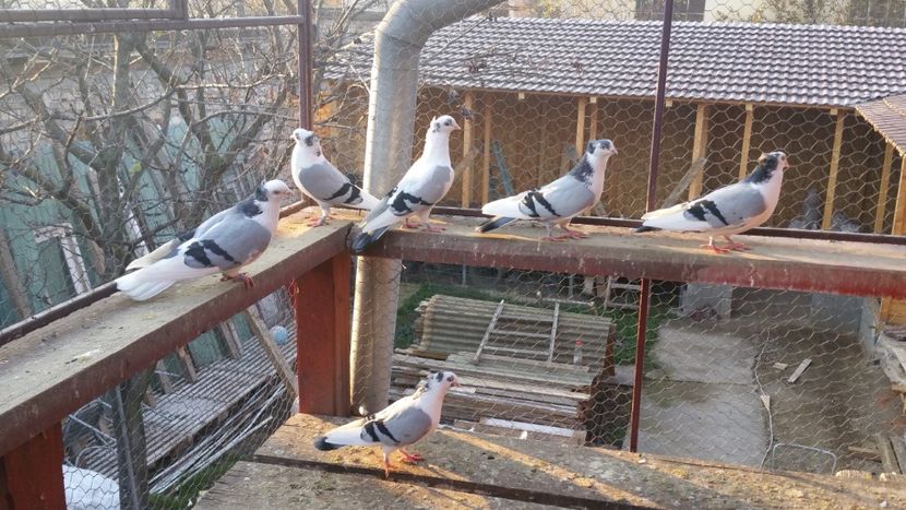  - A-- DE VANZARE JUCATORI DE GALATI