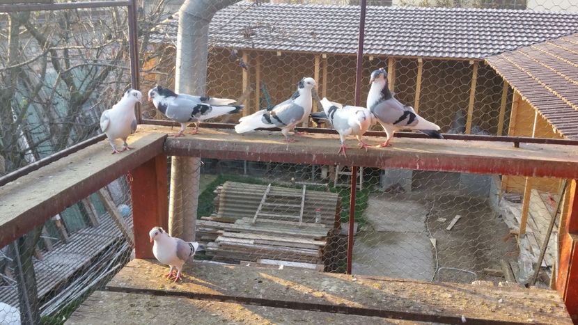  - A-- DE VANZARE JUCATORI DE GALATI