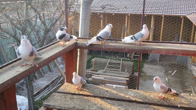  - A-- DE VANZARE JUCATORI DE GALATI
