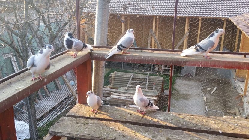  - A-- DE VANZARE JUCATORI DE GALATI