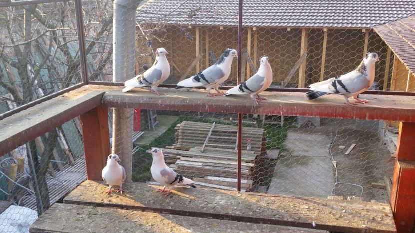 - A-- DE VANZARE JUCATORI DE GALATI