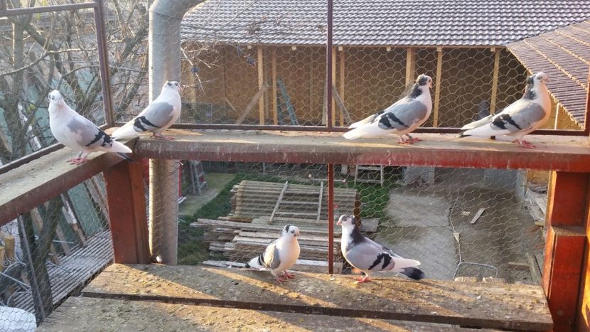  - A-- DE VANZARE JUCATORI DE GALATI