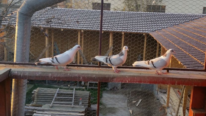  - A-- DE VANZARE JUCATORI DE GALATI