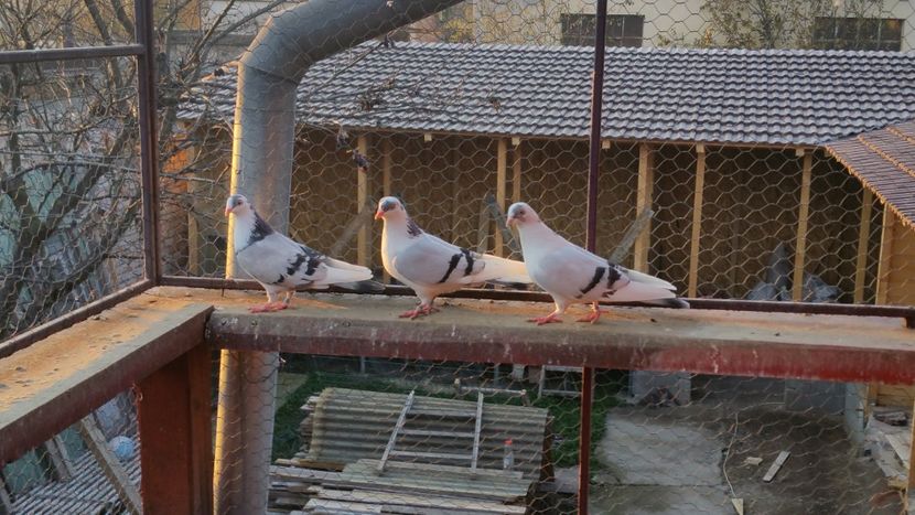  - A-- DE VANZARE JUCATORI DE GALATI