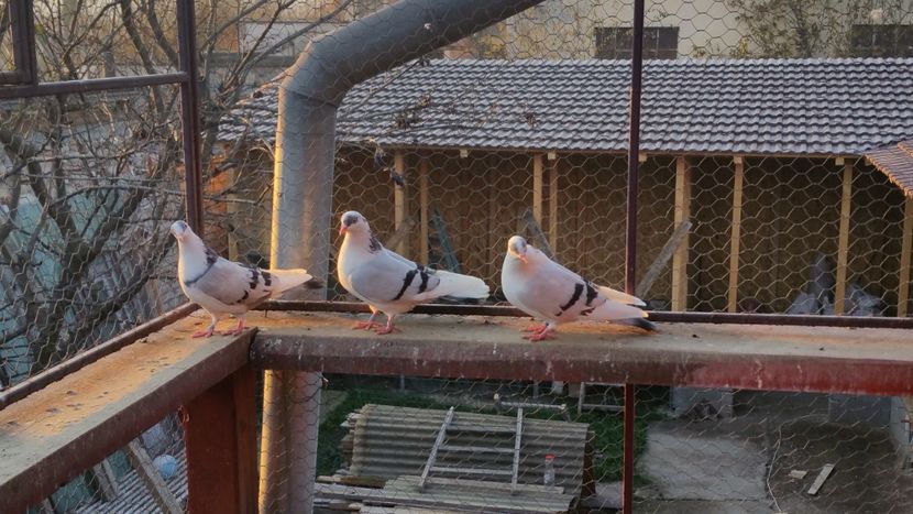  - A-- DE VANZARE JUCATORI DE GALATI