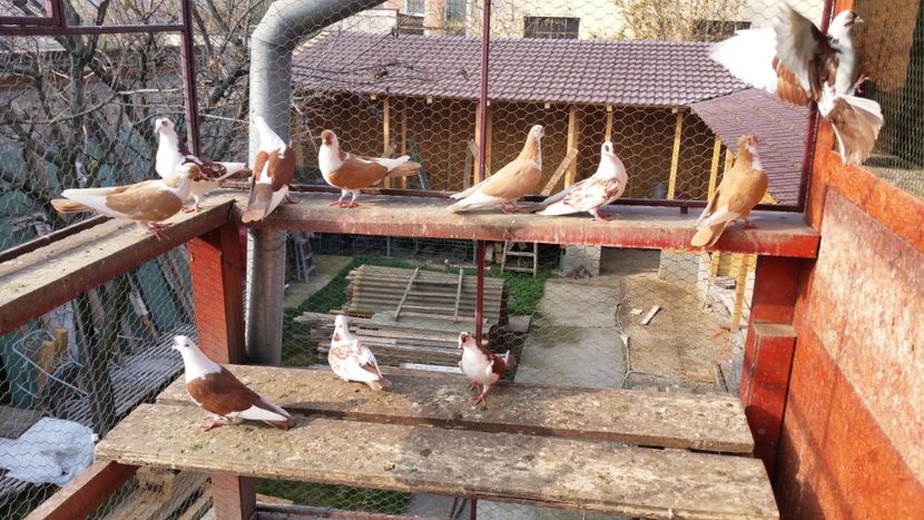  - A-- DE VANZARE JUCATORI DE GALATI