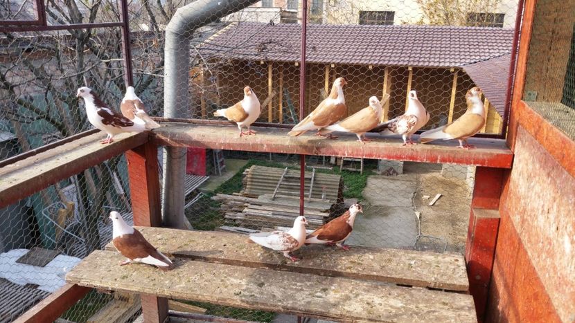  - A-- DE VANZARE JUCATORI DE GALATI