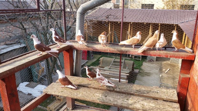  - A-- DE VANZARE JUCATORI DE GALATI