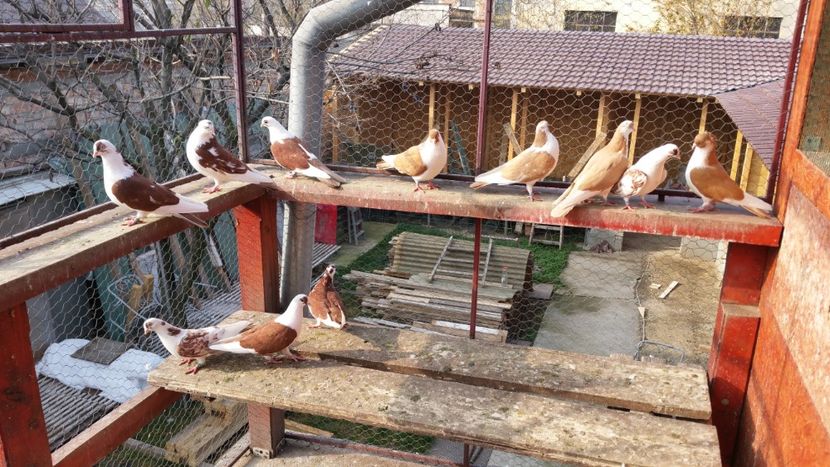  - A-- DE VANZARE JUCATORI DE GALATI