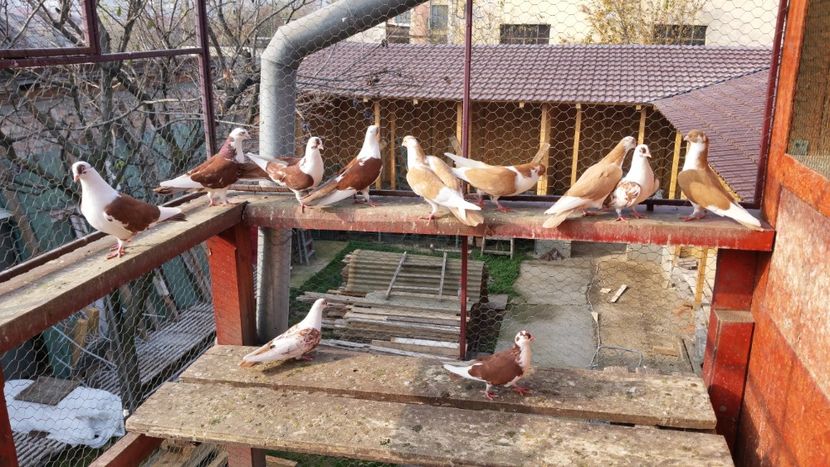  - A-- DE VANZARE JUCATORI DE GALATI