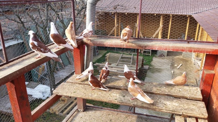  - A-- DE VANZARE JUCATORI DE GALATI