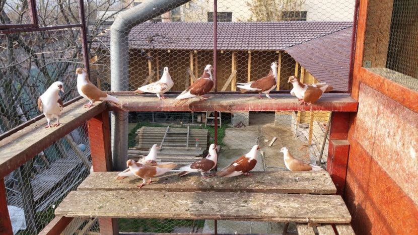  - A-- DE VANZARE JUCATORI DE GALATI