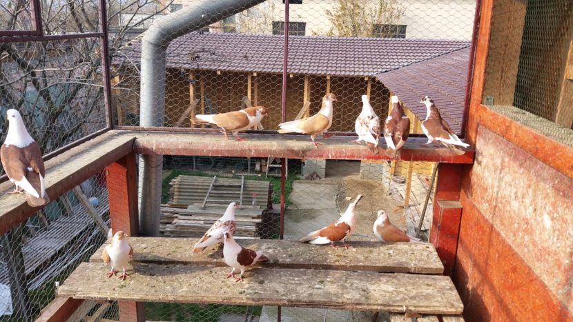  - A-- DE VANZARE JUCATORI DE GALATI