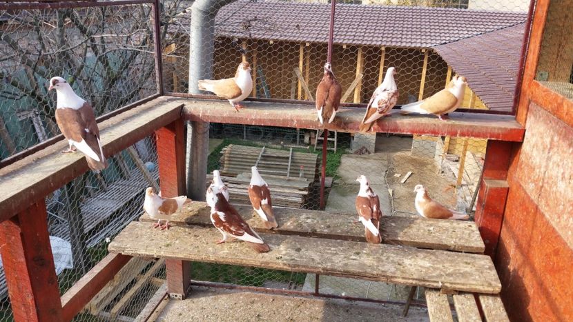  - A-- DE VANZARE JUCATORI DE GALATI