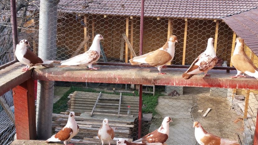  - A-- DE VANZARE JUCATORI DE GALATI