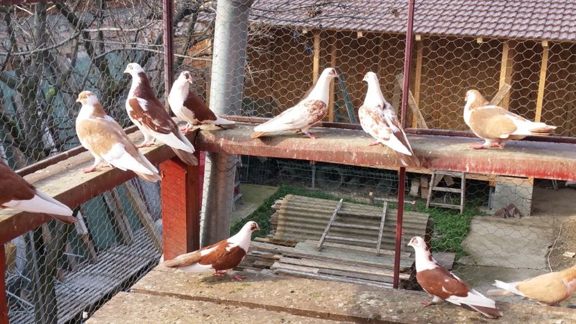  - A-- DE VANZARE JUCATORI DE GALATI