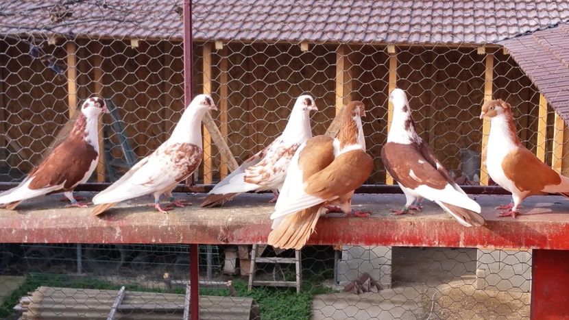  - A-- DE VANZARE JUCATORI DE GALATI