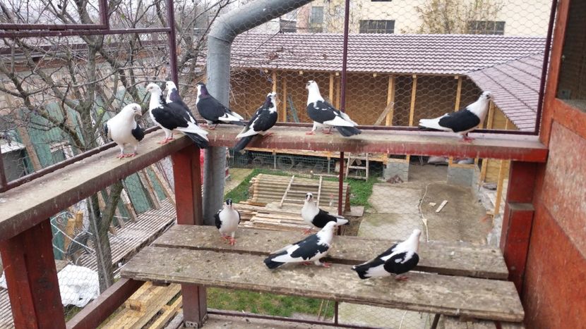  - A-- DE VANZARE JUCATORI DE GALATI