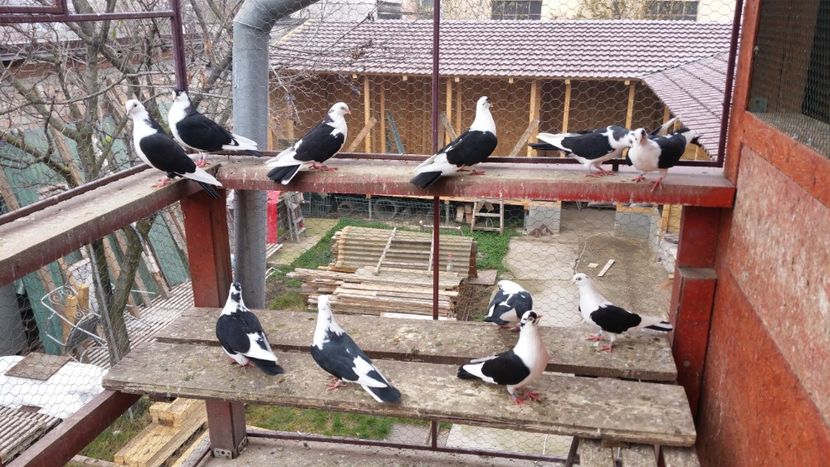  - A-- DE VANZARE JUCATORI DE GALATI