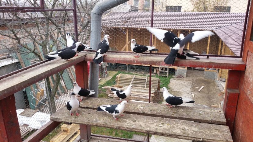  - A-- DE VANZARE JUCATORI DE GALATI