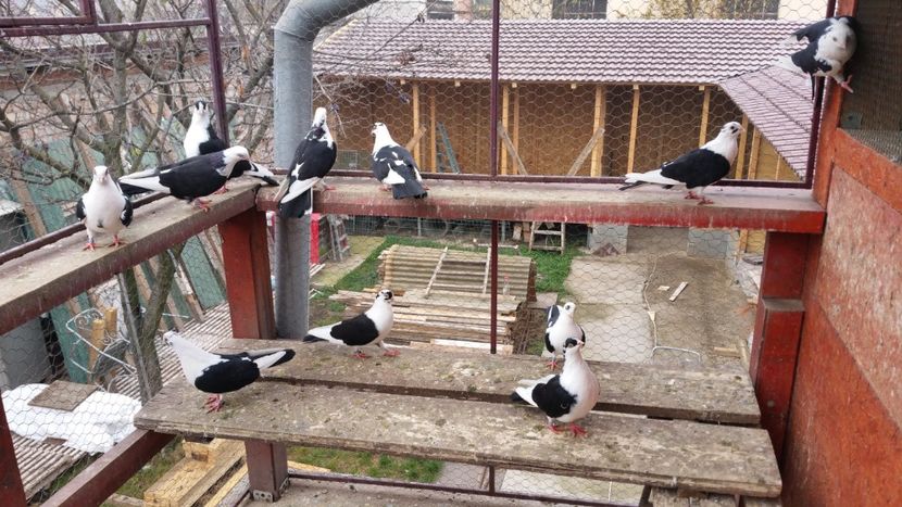  - A-- DE VANZARE JUCATORI DE GALATI