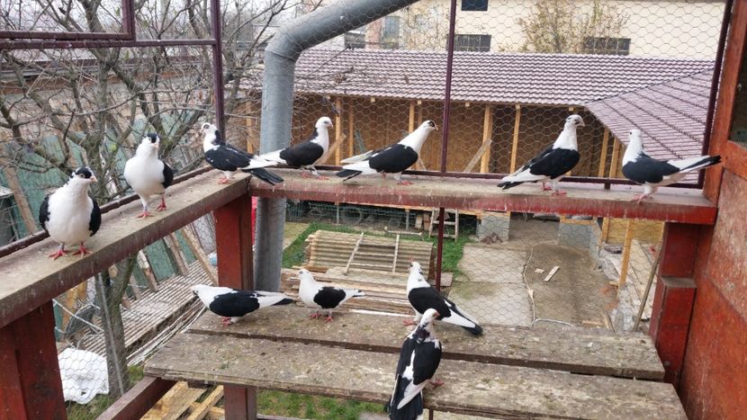  - A-- DE VANZARE JUCATORI DE GALATI