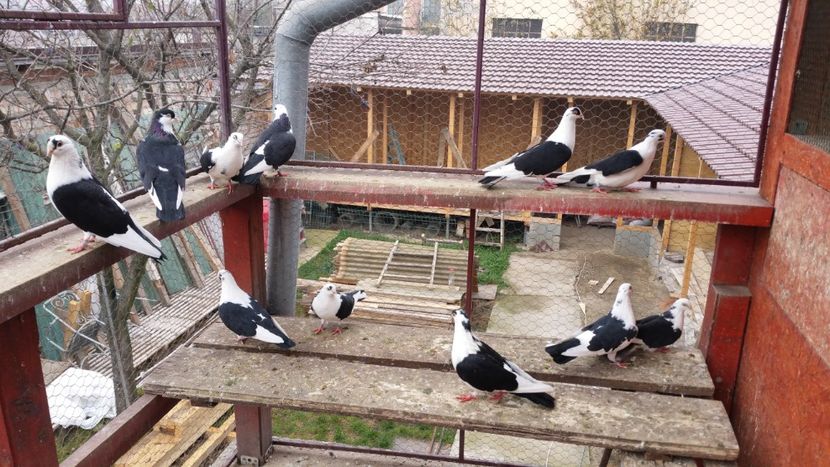  - A-- DE VANZARE JUCATORI DE GALATI