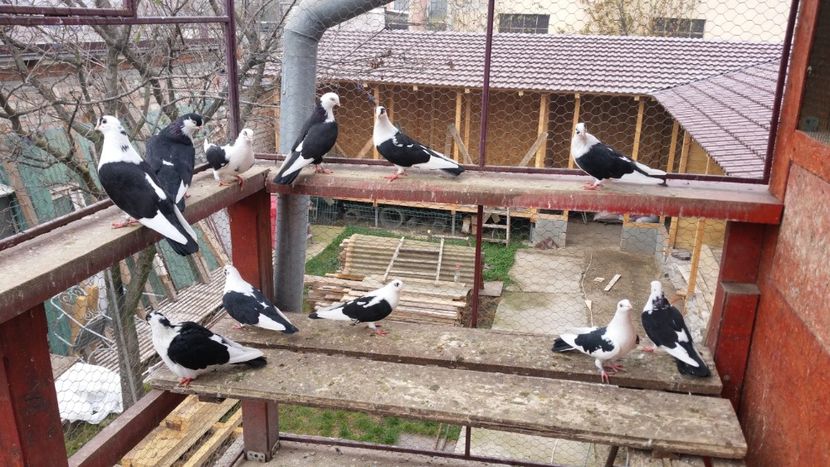  - A-- DE VANZARE JUCATORI DE GALATI