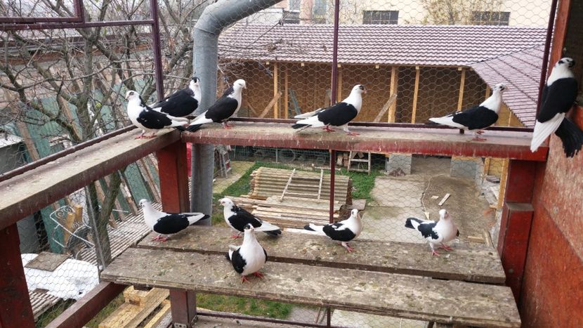  - A-- DE VANZARE JUCATORI DE GALATI
