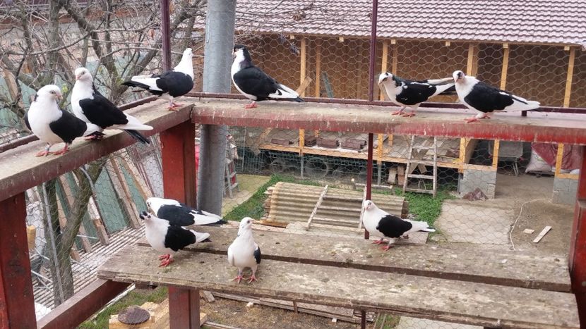  - A-- DE VANZARE JUCATORI DE GALATI
