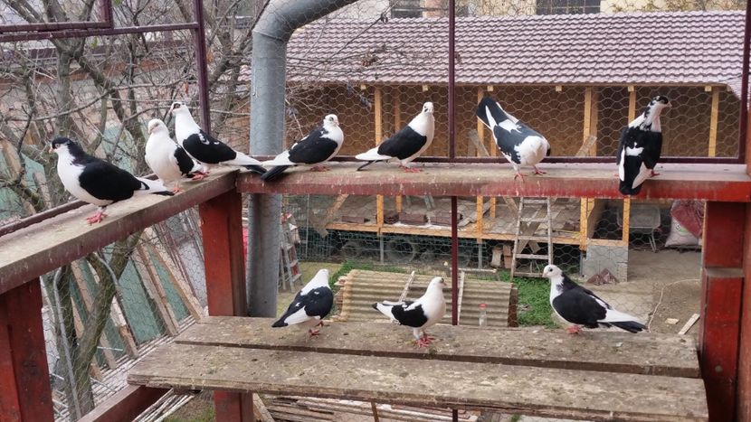  - A-- DE VANZARE JUCATORI DE GALATI