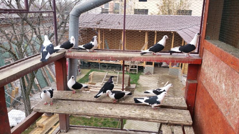  - A-- DE VANZARE JUCATORI DE GALATI